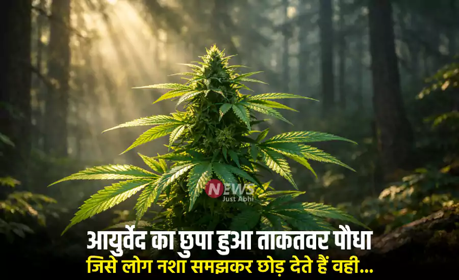 आयुर्वेद का छुपा हुआ ताकतवर पौधा! जिसे लोग नशा समझकर छोड़ देते हैं, वही पुरुषों की ताकत बढ़ाने में माना जाता है असरदार आयुर्वेद का छुपा हुआ ताकतवर पौधा! जिसे लोग नशा समझकर छोड़ देते हैं, वही पुरुषों की ताकत बढ़ाने में माना जाता है असरदार