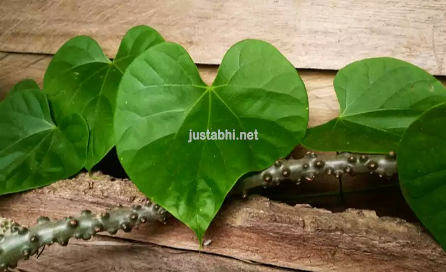 गरीब के घर की डॉक्टर गिलोय सभी बुखार/ज्वर से लेकर अस्थमा, बवासीर, मधुमेह तक 10 रोगों की चमत्कारी औषिधि गरीब के घर की डॉक्टर गिलोय सभी बुखार/ज्वर से लेकर अस्थमा, बवासीर, मधुमेह तक 10 रोगों की चमत्कारी औषिधि