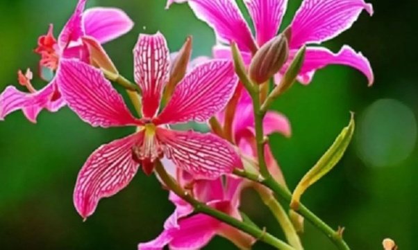 बवासीर के लिए काल है कचनार के पेड़ की जड़, जान लें प्रयोग का सही तरीका बवासीर के लिए काल है कचनार के पेड़ की जड़, जान लें प्रयोग का सही तरीका