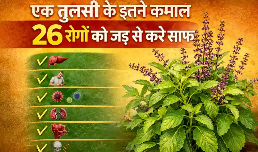 एक तुलसी के इतने कमाल 26 रोगों को जड़ से करे साफ़, बड़े काम के है ये आयुर्वेदिक उपाय जो हर किसी को होने चाहिए पता