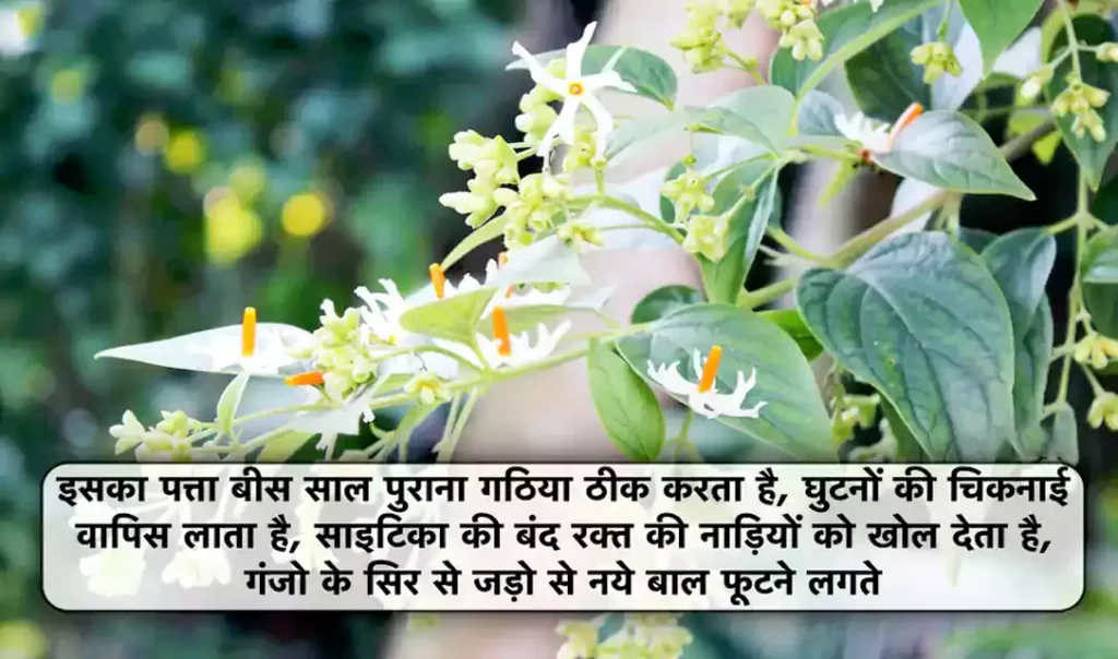 इसका पत्ता बीस साल पुराना गठिया ठीक करता है- घुटनों की चिकनाई वापिस लाता है.. साइटिका की बंद रक्त की नाड़ियों को खोल देता है. गंजो के सिर से जड़ो से नये बाल फूटने लगते है इसका पत्ता बीस साल पुराना गठिया ठीक करता है- घुटनों की चिकनाई वापिस लाता है.. साइटिका की बंद रक्त की नाड़ियों को खोल देता है. गंजो के सिर से जड़ो से नये बाल फूटने लगते है