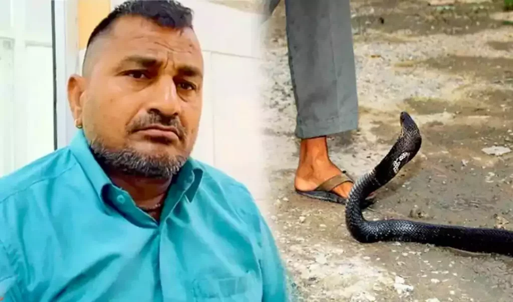 सांप ने किसान को काटा तो गुस्से में किसान ने सांप को ही काटकर खा गया फिर जो हुआ सोच भी नहीं सकते