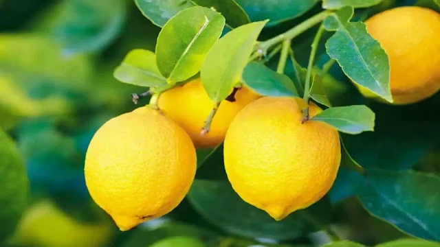 खाली पेट पीया नींबू पानी, 13 दिन में दिखा ऐसा बदलाव कि लोग पूछने लगे राज खाली पेट पीया नींबू पानी, 13 दिन में दिखा ऐसा बदलाव कि लोग पूछने लगे राज