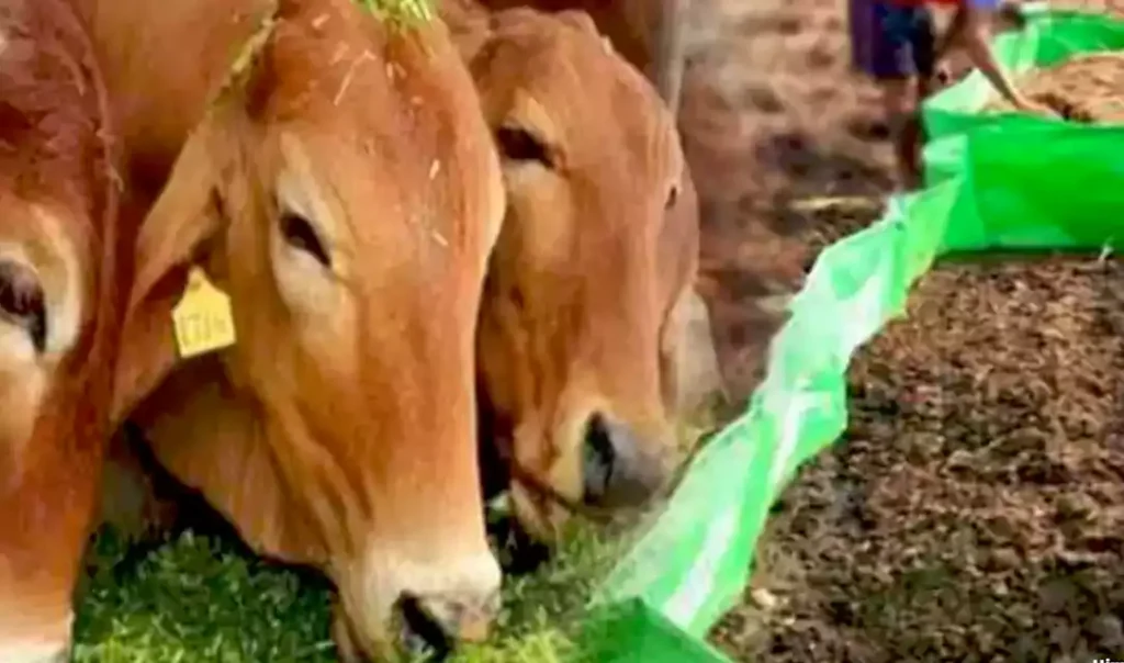 1 गाय से 6 एकड़ जमीन को कर सकते हैं उपजाऊ, गाय के गोबर व गोमूत्र से तैयार हुई अनोखी खाद