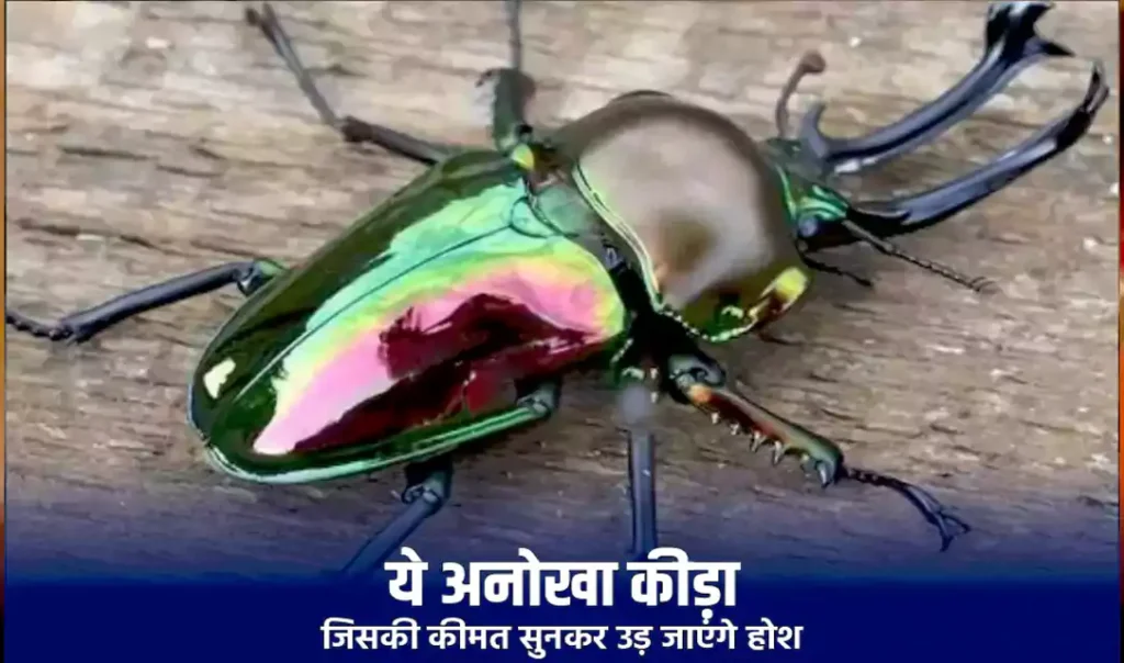 ये अनोखा कीड़ा जिसकी कीमत सुनकर उड़ जाएंगे होश. कीमत इतनी की खरीदी जा सकती है लग्जरी कार, जानिए क्यों इतना कीमती है यह जीव
