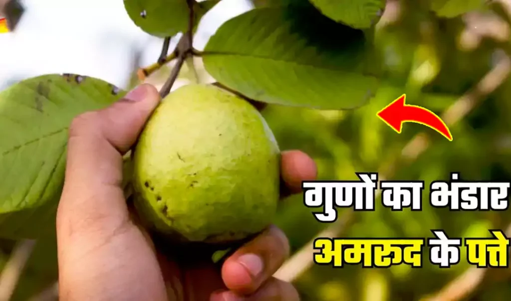 क्यों हैं अमरूद की पत्तियां इतनी खास? बीमारियों को दूर भगाने वाले कमाल के फायदे जानें क्यों हैं अमरूद की पत्तियां इतनी खास? बीमारियों को दूर भगाने वाले कमाल के फायदे जानें