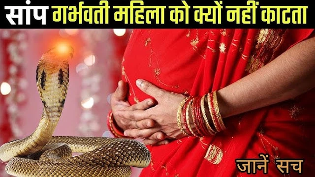 गर्भवती महिलाओं को क्यों नहीं काटते सांप? विज्ञान ने खोज निकाला अनोखा राज कारण जान आप भी कहेंगे “अद्भुत”