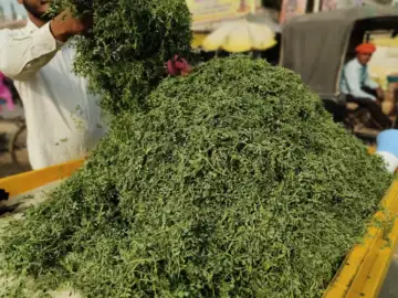 दवाइयों की खान है चने की भाजी, साल में मिलती है सिर्फ 3 महीने, अनेक बीमारियों के लिए रामबाण