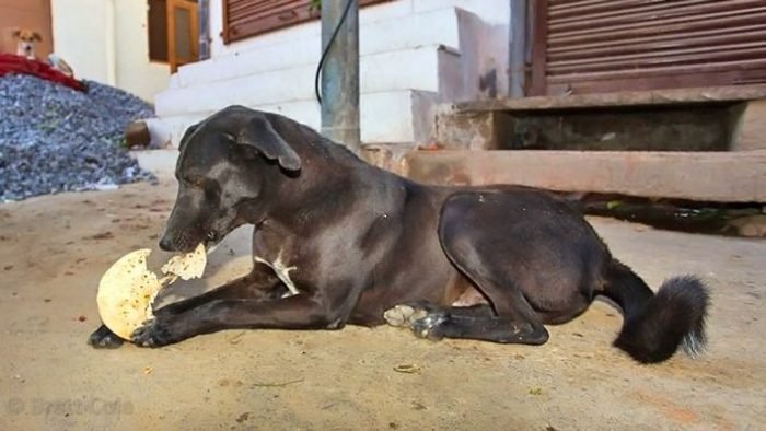 रोटी के ये टोटके कर देंगे आप को मालामाल, आप भी रहते हैं परेशान तो आजमाएं यह टोटके