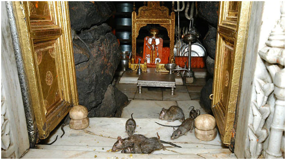 25 हजार चूहों से भरा है माता का ये अनोखा मंदिर माता के दर्शनों से पहले मिलते हैं विशेष निर्देश 25 हजार चूहों से भरा है माता का ये अनोखा मंदिर माता के दर्शनों से पहले मिलते हैं विशेष निर्देश