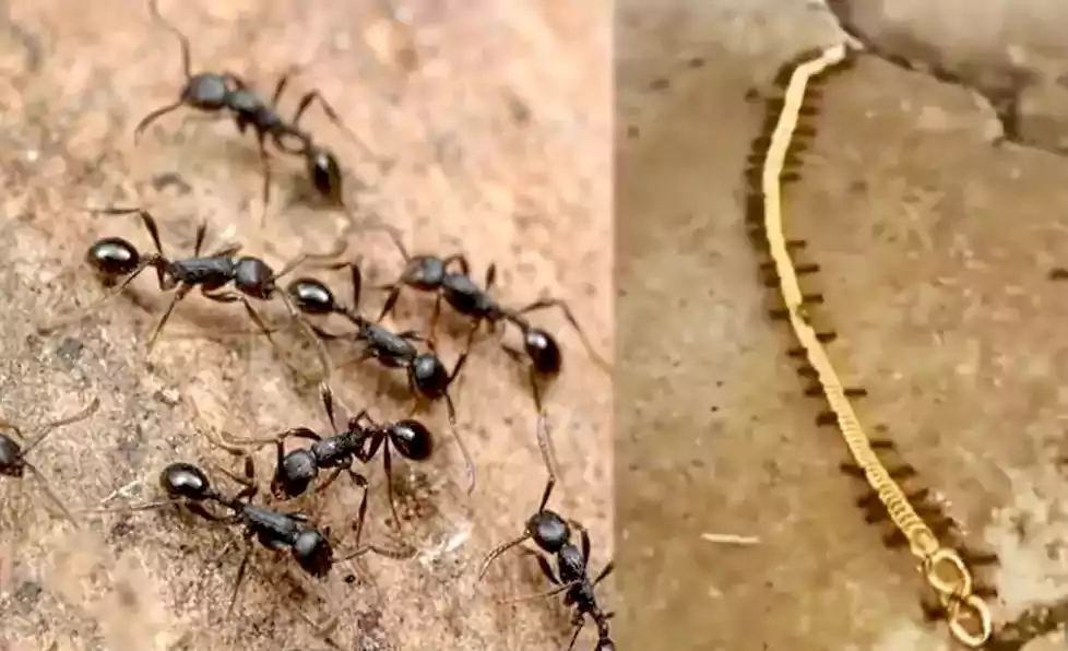 लुटेरी चींटियां: सोने की चेन पर मारा हाथ घसीटते हुए अपने साथ ले गई देखें Video लुटेरी चींटियां: सोने की चेन पर मारा हाथ घसीटते हुए अपने साथ ले गई देखें Video