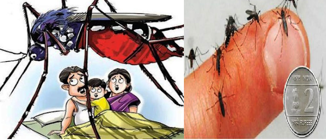 मात्र 2 रुपए में साफ होंगे घर से सभी मच्छर, यकीन ना आए तो आजमा कर देख लीजिए!