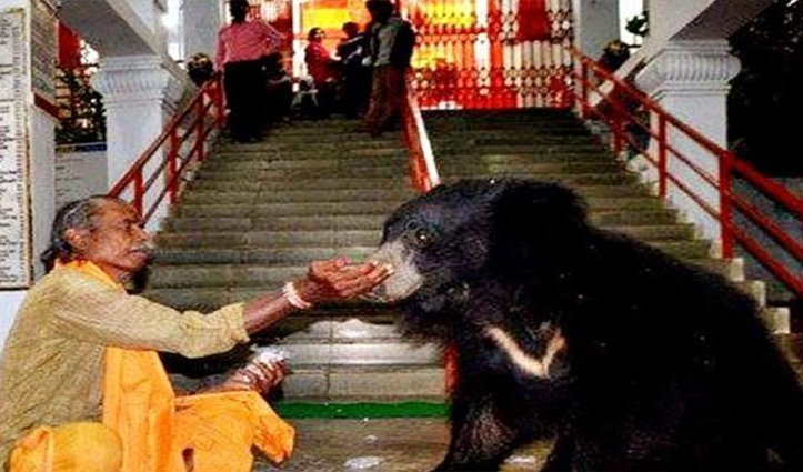 इस मंदिर में माँ के दर्शन के लिए रोज आता है भालुओं का परिवार, भालुओं को देखने के लिए उमड़ती है भारी भीड़ इस मंदिर में माँ के दर्शन के लिए रोज आता है भालुओं का परिवार, भालुओं को देखने के लिए उमड़ती है भारी भीड़