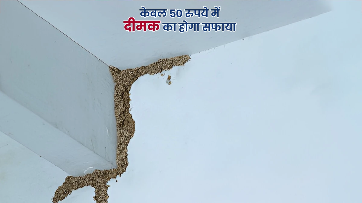 Termite Removal Hacks: दरवाजे के बाद, दीमक ने दीवार पर साधा निशान? इन 5 आसान तरीकों से करें जड़ से खत्म, खर्च सिर्फ 50 रुपये