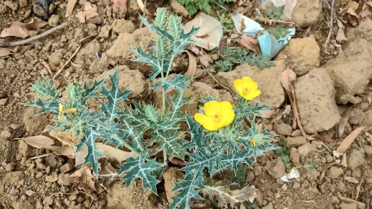 1200-675-21320779-thumbnail-16×9-plant