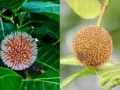 पुरुषों के लिए वरदान है ये फल, स्टैमिना से लेकर स्पर्म काउंट तक होगा जबरदस्त फायदा