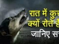 रात में आखिर क्यूँ रोते हैं कुत्ते? क्या सच में उन्हें दिखता है भूत? जानिए क्या होता है जब कुत्ता रोता है
