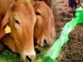 1 गाय से 6 एकड़ जमीन को कर सकते हैं उपजाऊ, गाय के गोबर व गोमूत्र से तैयार हुई अनोखी खाद
