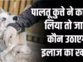 आपके पालतू कुत्ते ने किसी को काटा तो क्या होगा? जानें कौन उठाएगा इलाज का खर्च