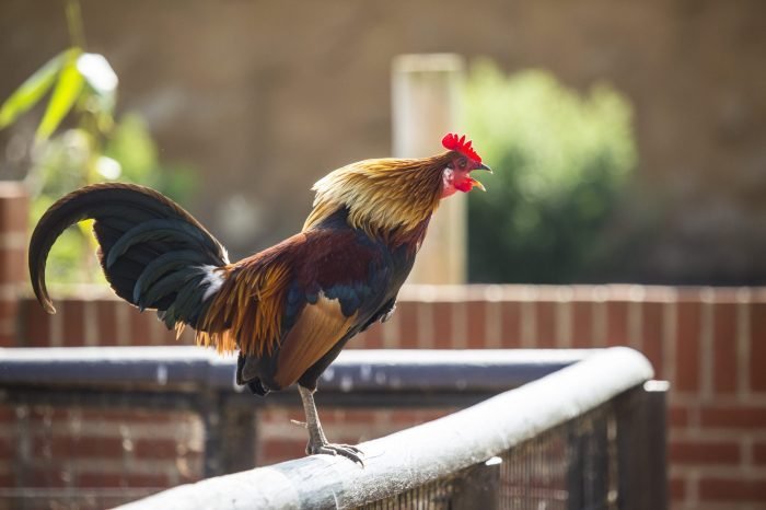 Rooster crowing