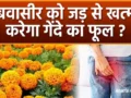 बवासीर को जड़ से खत्म करेगा गेंदे के फूल और काली मिर्च का यह घरेलू प्रयोग, हजारों लोग पा चुके हैं राहत