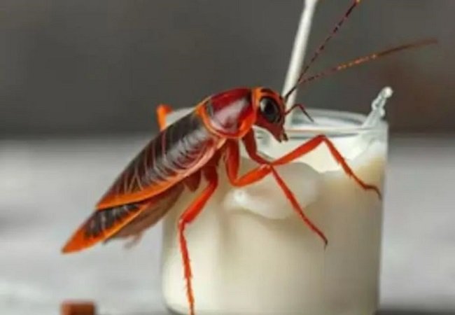 benefits-of-cockroach-milk