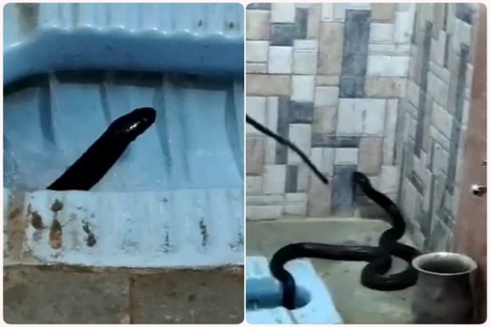cobra-snake2-700×467