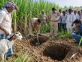 बकरी खोजते-खोजते गन्ने के खेत में पहुंचा पशुपालक, जमीन में दिखे दो ‘कब्र’ जैसे गड्ढे… 6 फीट खोदा तो मचा हड़कंप!