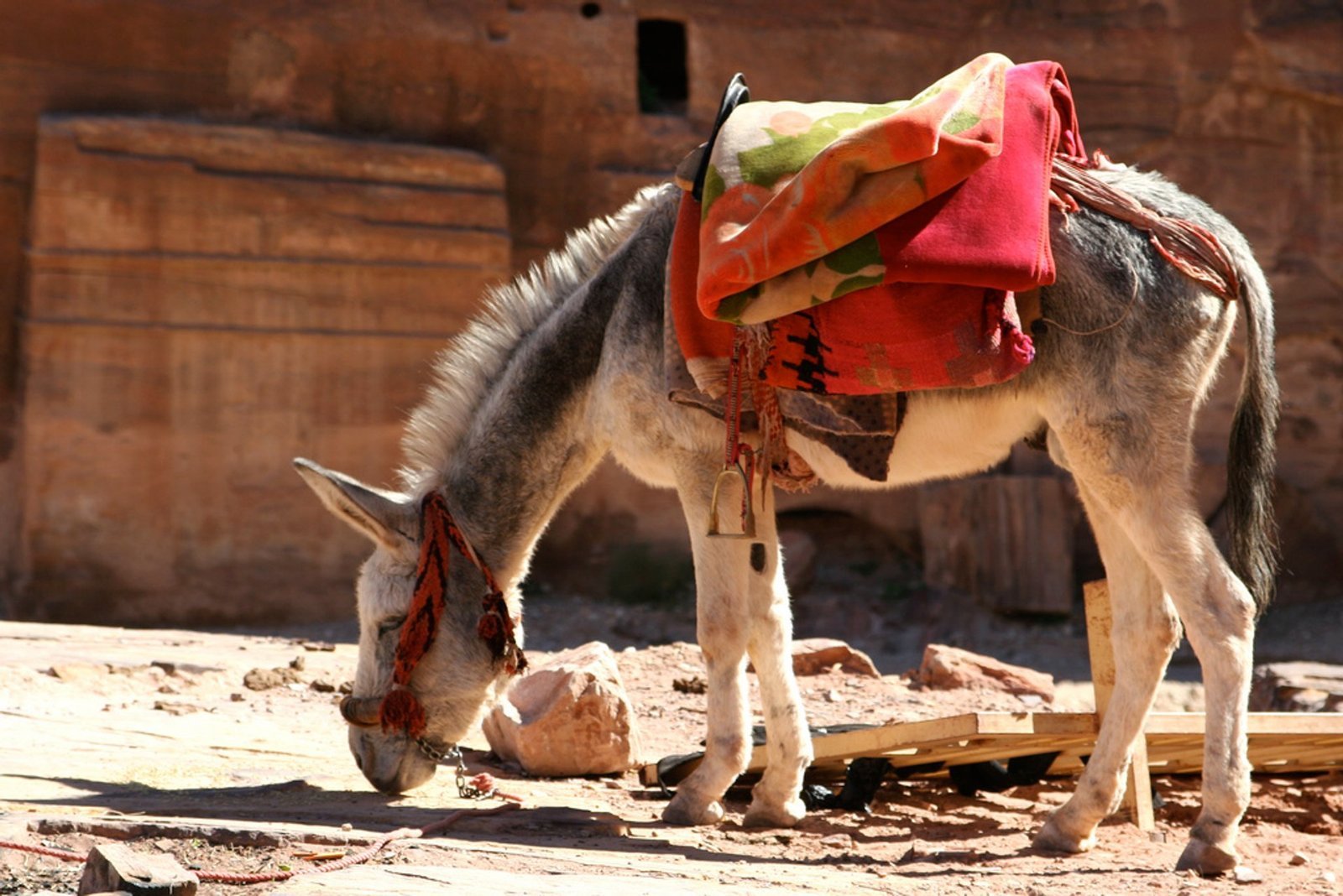 donkey-ride-3