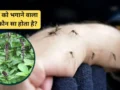 मच्छर किस गंध से सबसे ज्यादा नफरत करते हैं? घर पर लगाएं यह हरा पौधा, बच्चे से दूर भागेगा मॉस्किटो