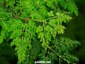 सहजन (Moringa) 300 रोगों की चमत्कारी रामबाण औषिधि है, 100 ग्राम सहजन में 5 गिलास दूध के बराबर शक्ति होती है, जरूर पढ़े और शेयर करे