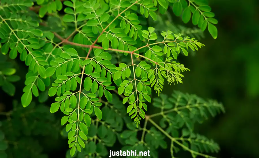 moringa