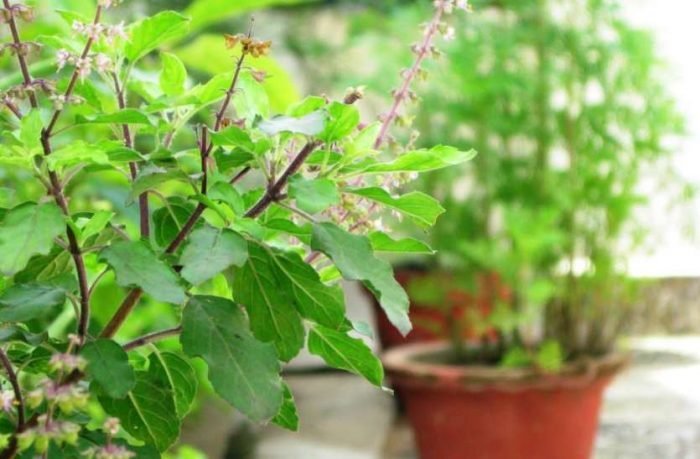 tulsi-700×459